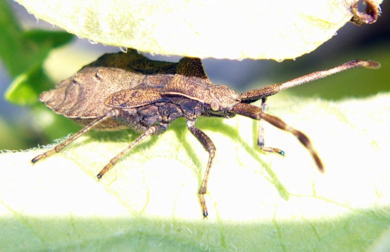 Coreidae: Coreus marginatus (ninfa) del Trentino